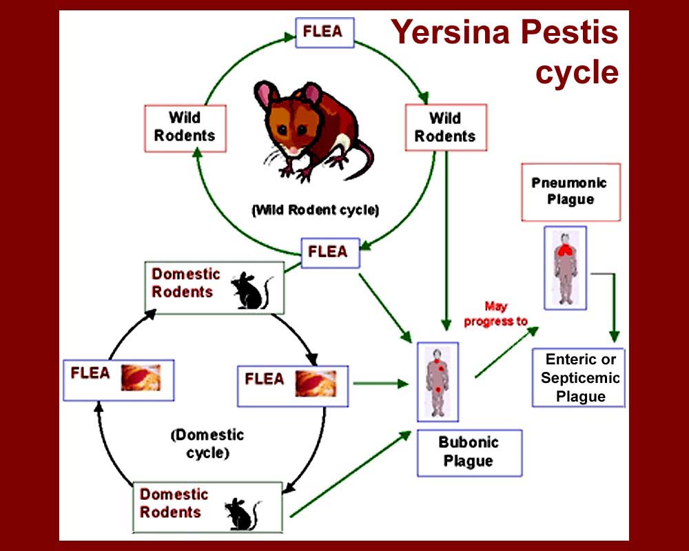 What Is Septicemic Plague What Is Septicemic Plague